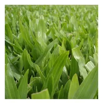 Comprar Pan De Pasto Axonopus (brasilero) 1 M2