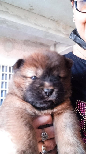 Imagem 5 de 5 de Vende-se Filhotes Chochow