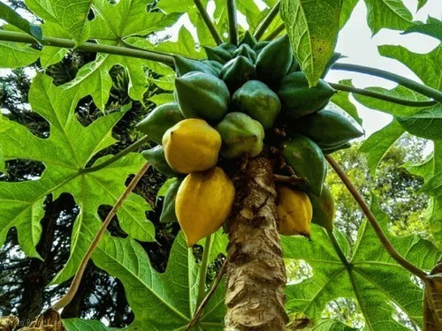 1.000 Semillas De Fruta Papayuela, Árbol De Papayuela