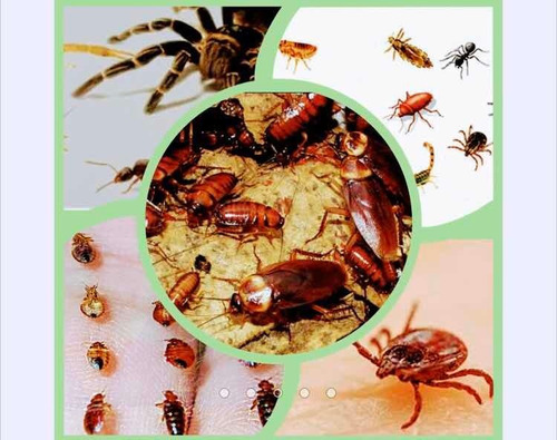 Insecticida Polvo Par Cucaracha Chinches Alacranes Insectos