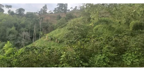 Se Vende Finca En Cordoba - Quindío