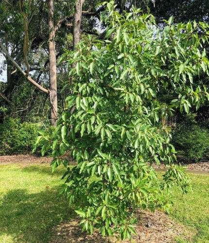 Sementes Figo De Cacho Ficus Racemosa Árvore Frutas P/ Mudas