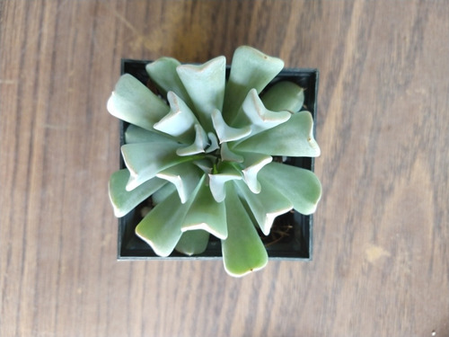 Echeveria Runyonii Pack 30 Pzas Envio Gratis