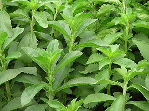 Semillas De Stevia Orgánica - 200 Paquetes.