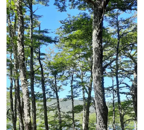 Terrenos Comuna Torres Del Paine - Magallanes