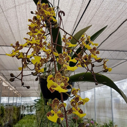 Orquídea Oncidium Windward Beauty Planta Adulta Folha Grande | Frete grátis