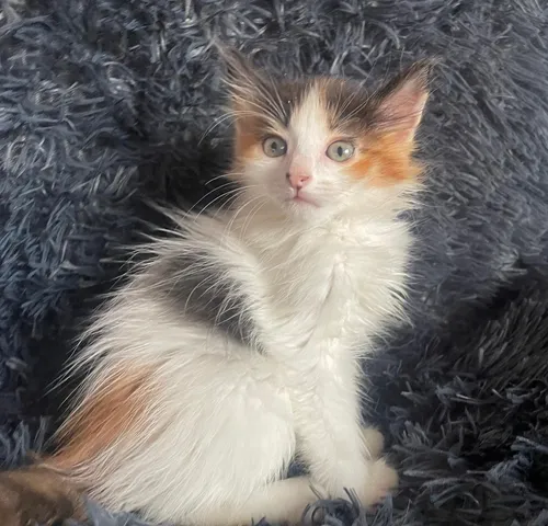 Gato Angora Macho De Pelaje Suave Tugatos . Com