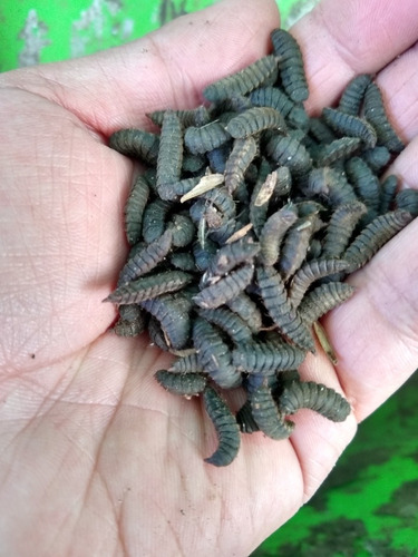 Larva De Mosca Soldado 1kg 