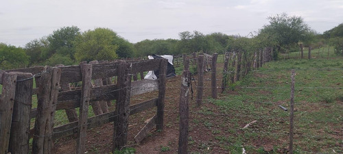 Campo Ganader0 De Cria-la Criolla-santa Fe