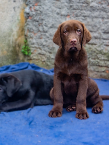 Filhote Labrador