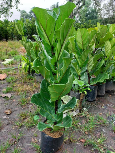 Ficus Lyrata 