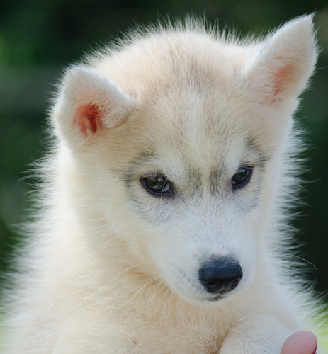 Lindos Filhotes De Husky