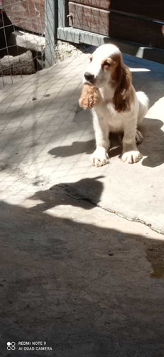 Cachorros Cocker Nacen En 15 Dias ! Los Mejores Del Uruguay