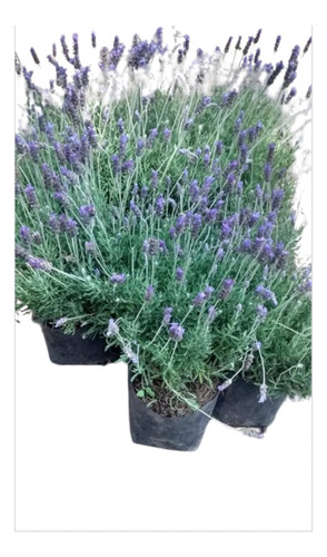 Planta Lavanda 