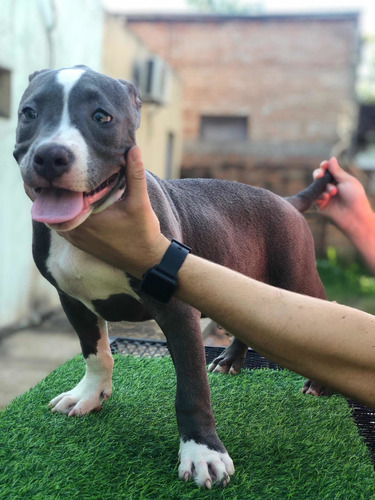 Imagen 5 de 5 de American Bully Pocket