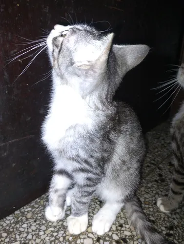 Gatitos En Adopción . Gatos