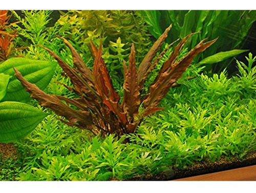 Potted Cryptocoryne Wendtii Red  Live Living Live Plant