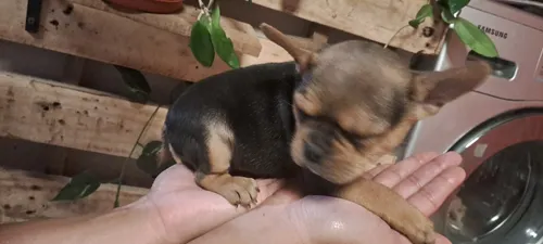 Cachorros Bulldog Francés..se Entregan 12/5/2025