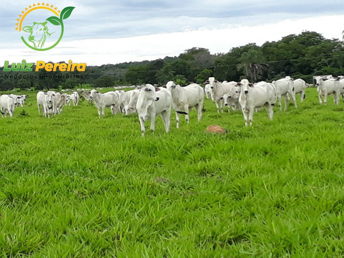 Imagem 3 de 12 de Fazenda A Venda Em Santa Maria - 1.074,48 Hectares (dupla Aptidão) - 2085