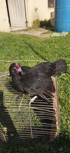 Gallina Negra Kikiriki Lea Descripción (Usado)