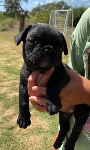 Imagen 2 de 2 de Bulldog Francés