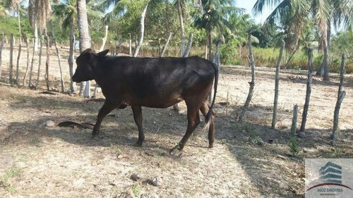 Granja A Venda Macaíba