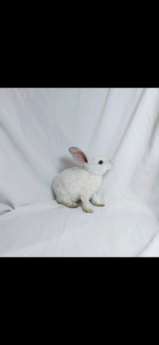 Conejo