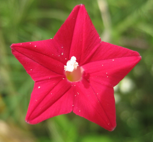 Semillas De Ipomoea Quamoclit_morning Glory_(rojo)