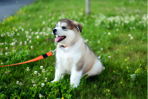 Perros Alaskan Malamute Cachorros Disponibles Puppy Pet Can