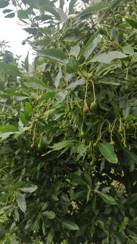 Vendo Finca De 45 Hectares O 71 Cuadras Sembradas En Aguacate Hass En Genova Quindio
