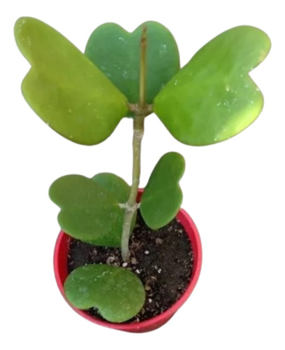 Suculenta Hoya Kerrii - Planta Corazón 