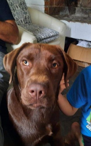 Imagen 2 de 5 de Labrador Para Monta En Maldonado