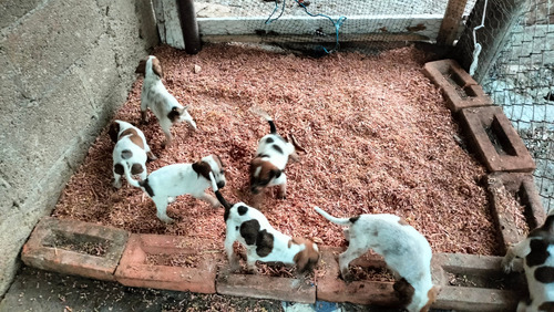 Cachorros Redtick& Sabueso Colombiano Canelo (Usado)