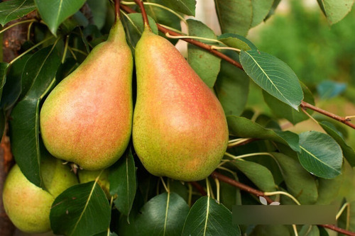 Pera Anjou Verde (árbol) 1.30 Injertada, Unica Pieza (Usado)