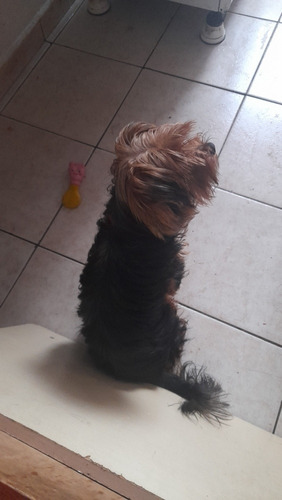 Imagem 2 de 2 de Vendo Uma Cachorra Raça York Shay