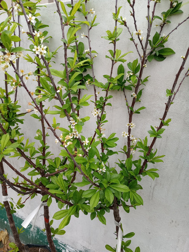 Árbol Ciruelo Injertado Gota Rocio De Miel De Oro Gotita
