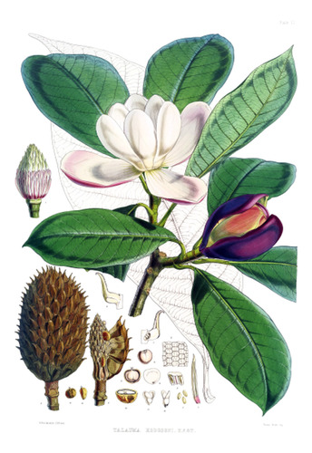 Magnolia - Ilustración De Planta Y Flor - Lámina 45x30 Cm.