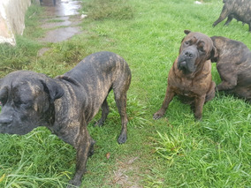 Perros De Raza Cane Corso En Mercado Libre Argentina