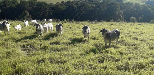 Imagem 4 de 14 de Chácara, Sitio Mococa, São Miguel Arcanjo - R$ 2.2 Mi, Cod: 235116 - V235116