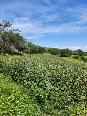Rancho en venta