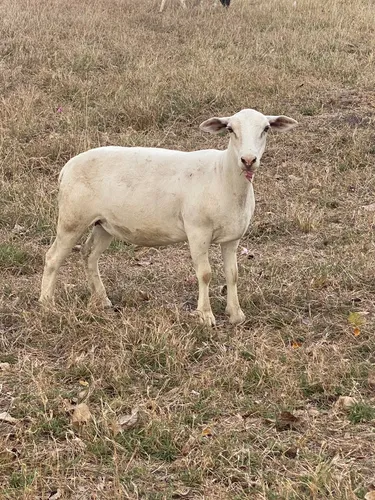 Ovejas White Dorper (Usado)