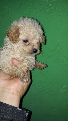 Imagen 4 de 10 de Caniches Toy Vendo O Permuto