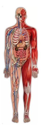 Quebra Cabeça 100 Peças Corpo Humano - Grow 03636