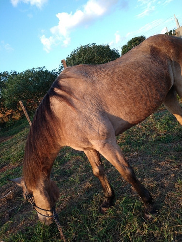 Crioulo