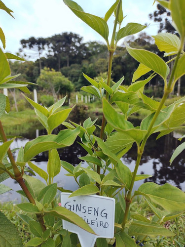 2 Mudas De Ginseng Pfaffia Glomerata Orgânica