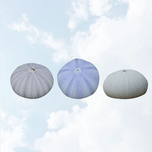 Conchas De Erizo De Mar, Cáscara De Erizo De Mar, 3 Unidades