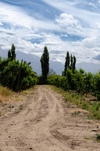 Finca En Venta En Tunuyán