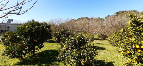 Fraccion De 8.1000 M² Parquizada Y Forestada