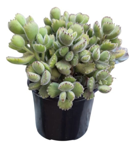 Suculenta Cotyledon Tomentosa Grande