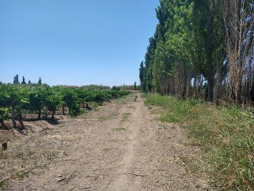 Imagen 4 de 14 de 67,7 Has En Barrancas, Maipú